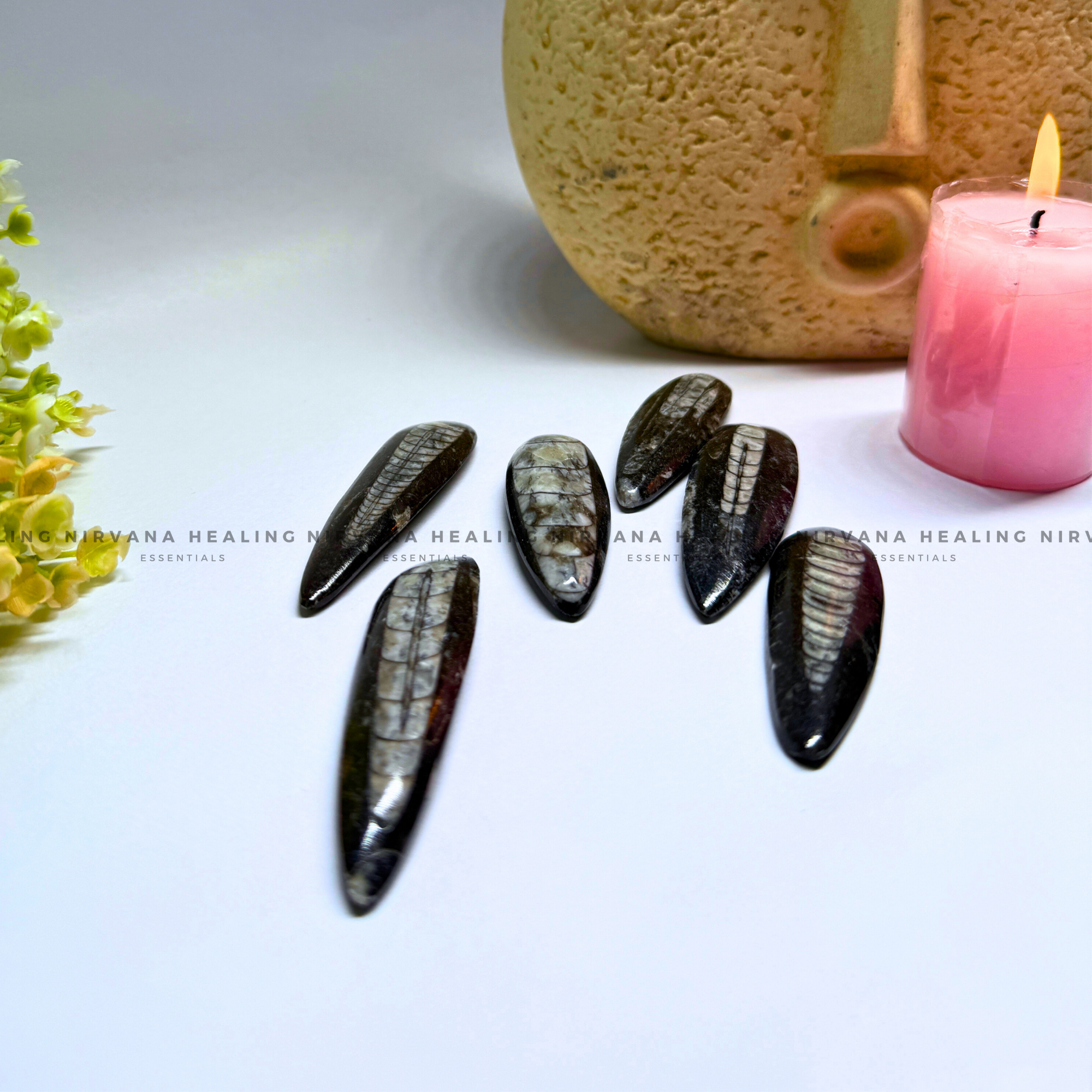 ORTHOCERAS KUBER STONE FOR FINANCIAL PROSPERITY (Wealth, Wisdom And Ancient Energy)