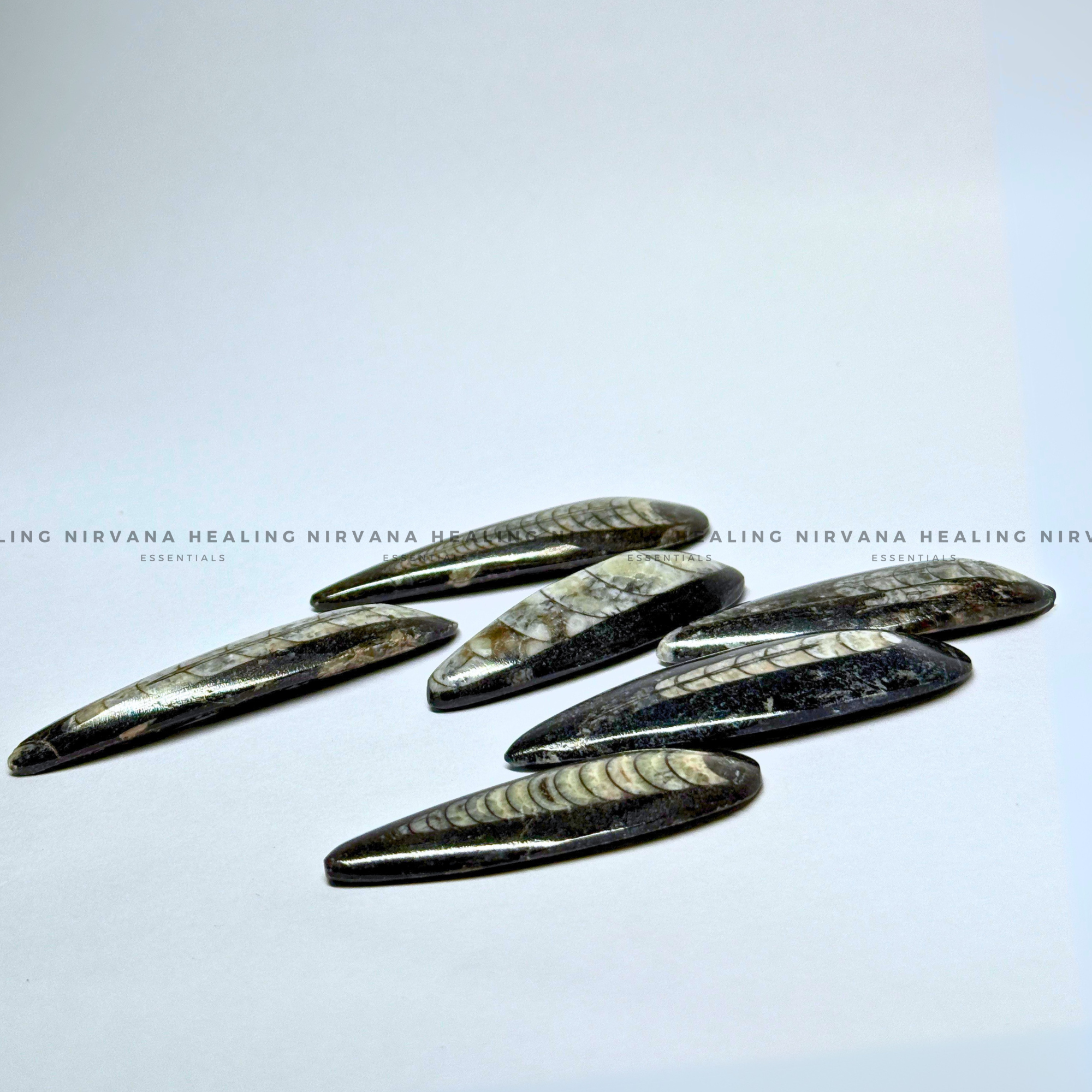 ORTHOCERAS KUBER STONE FOR FINANCIAL PROSPERITY (Wealth, Wisdom And Ancient Energy) - Image 4
