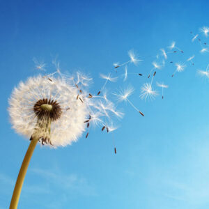 Grief & Letting Go